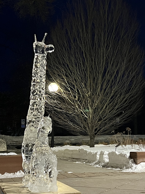 Library Giraffe