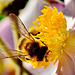 Bee on Japanese Anemone