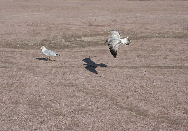 c'est quoi cet oiseau noir? / what is that black bird?