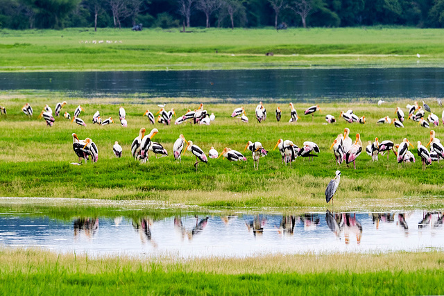 Sri Lanka tour - the fifth day, Minneriya National Park