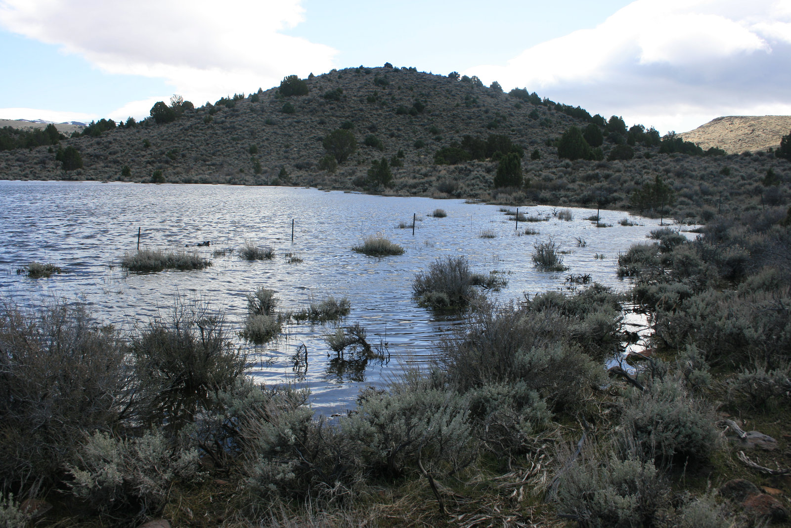 "Dog Bone Pond"