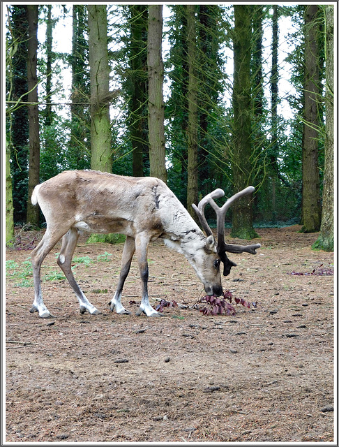 Rennes des forêts au parc zoologique de la Bourbansais à Pleugueneuc (35)