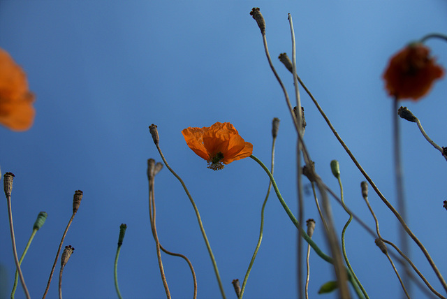 Poppies.....Up There!!