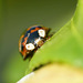 Ladybird (10)