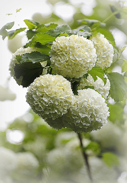 Boule de neige