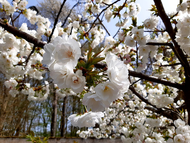 Printemps au 1er avril