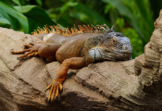 Leguan