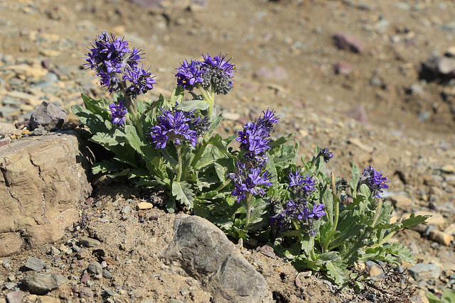 Silky Phacelia