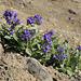 Silky Phacelia