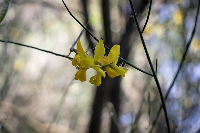 Gelbe Blüte - Wer kann etwas dazu sagen?