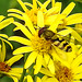 20230713 1816CPw [D~LIP] Jakobs-Greiskraut, Kleine Schwebfliege (Syrphus vitripennis), Bad Salzuflen