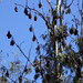 flying foxes at Yarra Bend