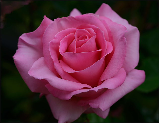 Macro sur une belle rose...