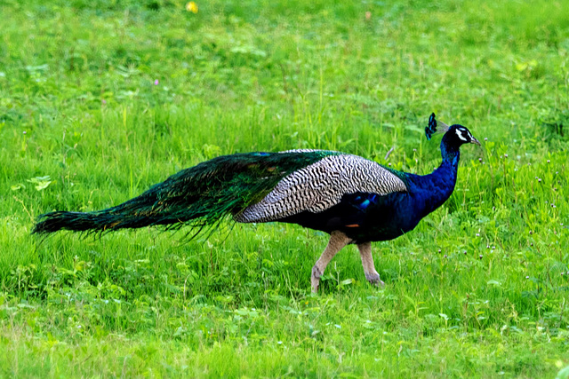 Sri Lanka tour - the fifth day, Minneriya National Park