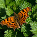 Comma