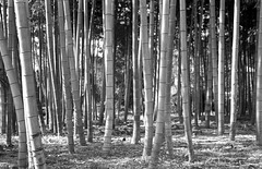 Bamboo grove