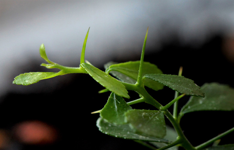 Microcitrus