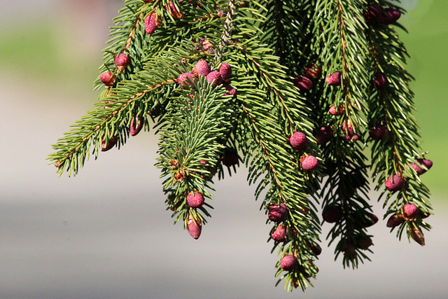 Baby pinecones