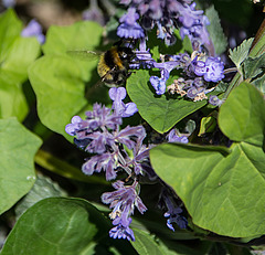 20200527 3988VRAw [D~LIP] Traubige Katzenminze (Nepeta racemosa), Hummel, UWZ, Bad Salzuflen