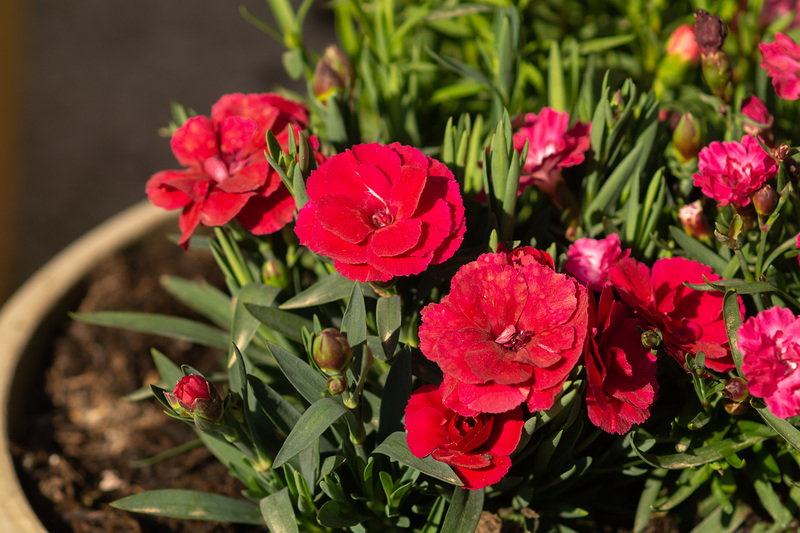 Köln - Garten zu Beginn des Frühlings