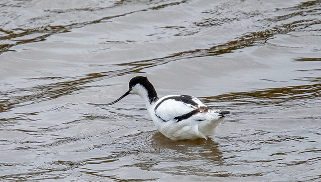 Avocet