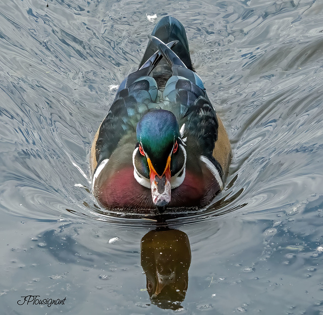 Canard branchu DSC08101