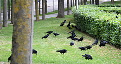 What' s lying there in the grass ?