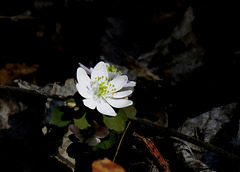 Rue Anemone