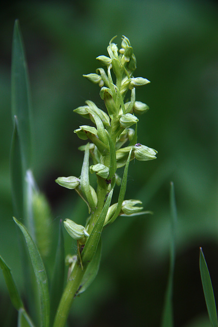 Frog Orchid