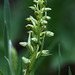 Frog Orchid