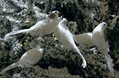 Oiseaux de Noël