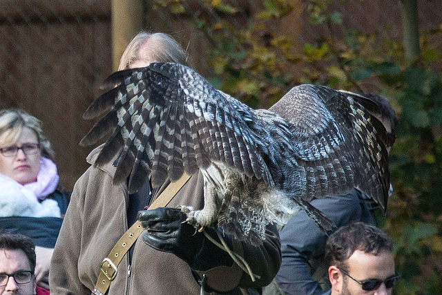 20151010 9201VRAw [D~H] Bartkauz (Strix nebulosa), Wisentgehege, Springe-Deister