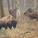 Bisons européens