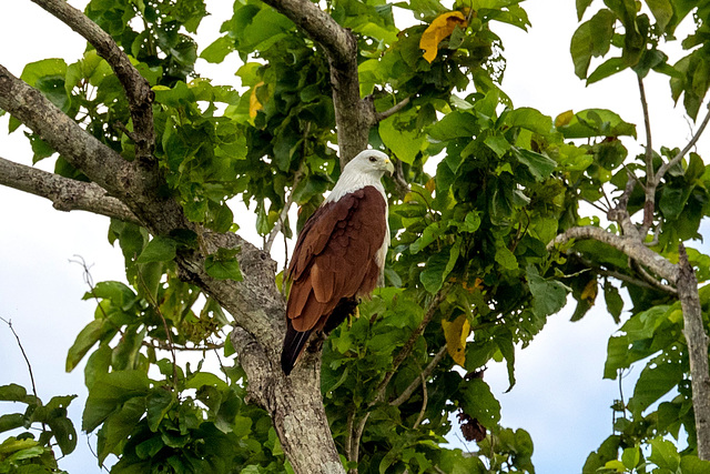 Sri Lanka tour - the fifth day, Minneriya National Park