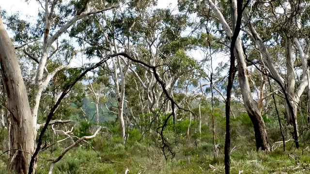 Spring landscape at Belair National Park