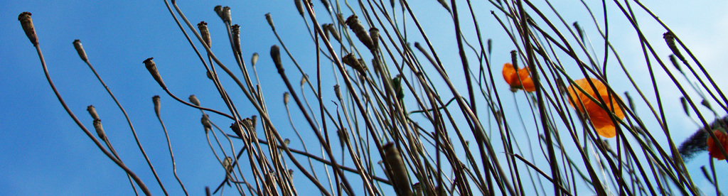 Poppies.....Up There!!