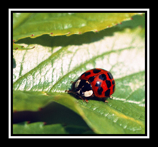 Ladybird (12)