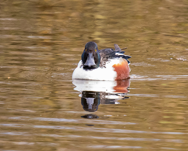 Shoveler duck