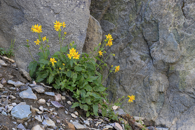 Hairy Arnica