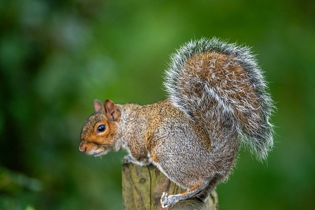 Squirrel