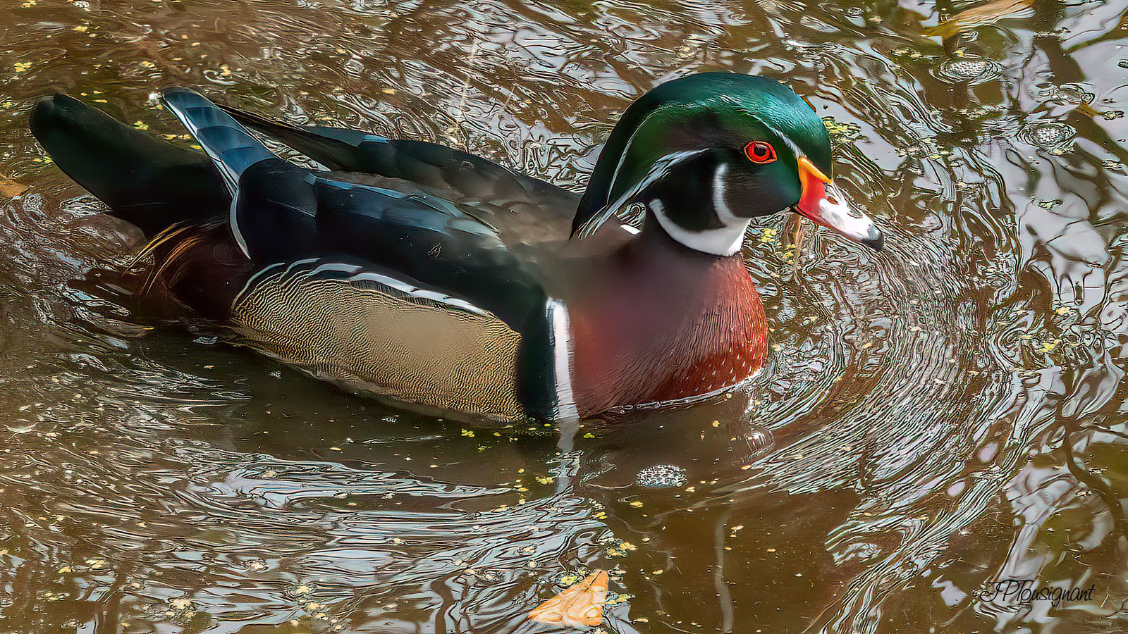 Canard branchu DSC08159