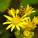 20230713 1820CPw [D~LIP] Jakobs-Greiskraut, Kleine Schwebfliege (Syrphus vitripennis), Bad Salzuflen