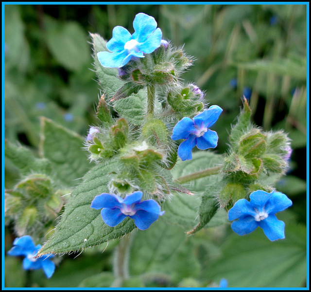 Family  of forget me not ?
