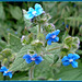 Family  of forget me not ?