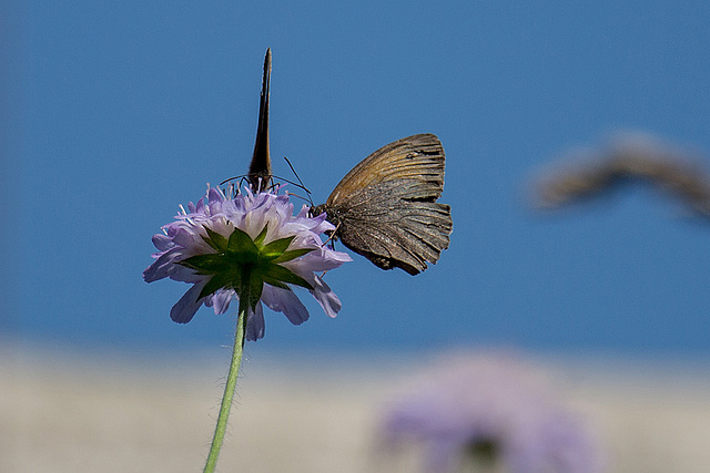 20140719 4312VRAw [D~LIP]  Freilichtmuseum Detmold