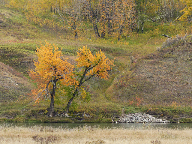Along the Bow River in fall