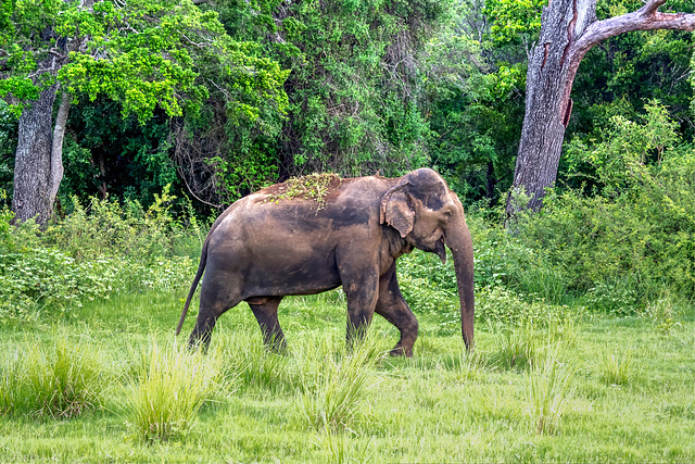 Sri Lanka tour - the fifth day, Minneriya National Park