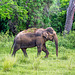 Sri Lanka tour - the fifth day, Minneriya National Park