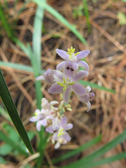 An unidentified orchid
