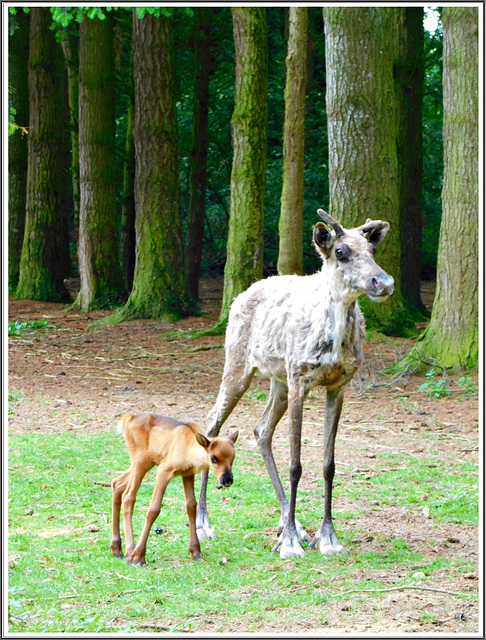 Rennes des forêts au parc zoologique de la Bourbansais à Pleugueneuc (35)